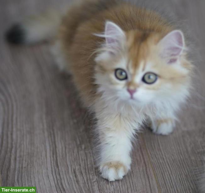 Bild 8: Junger BLH Kater mit Stammbaum