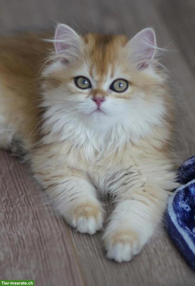 Bild 9: Junger BLH Kater mit Stammbaum