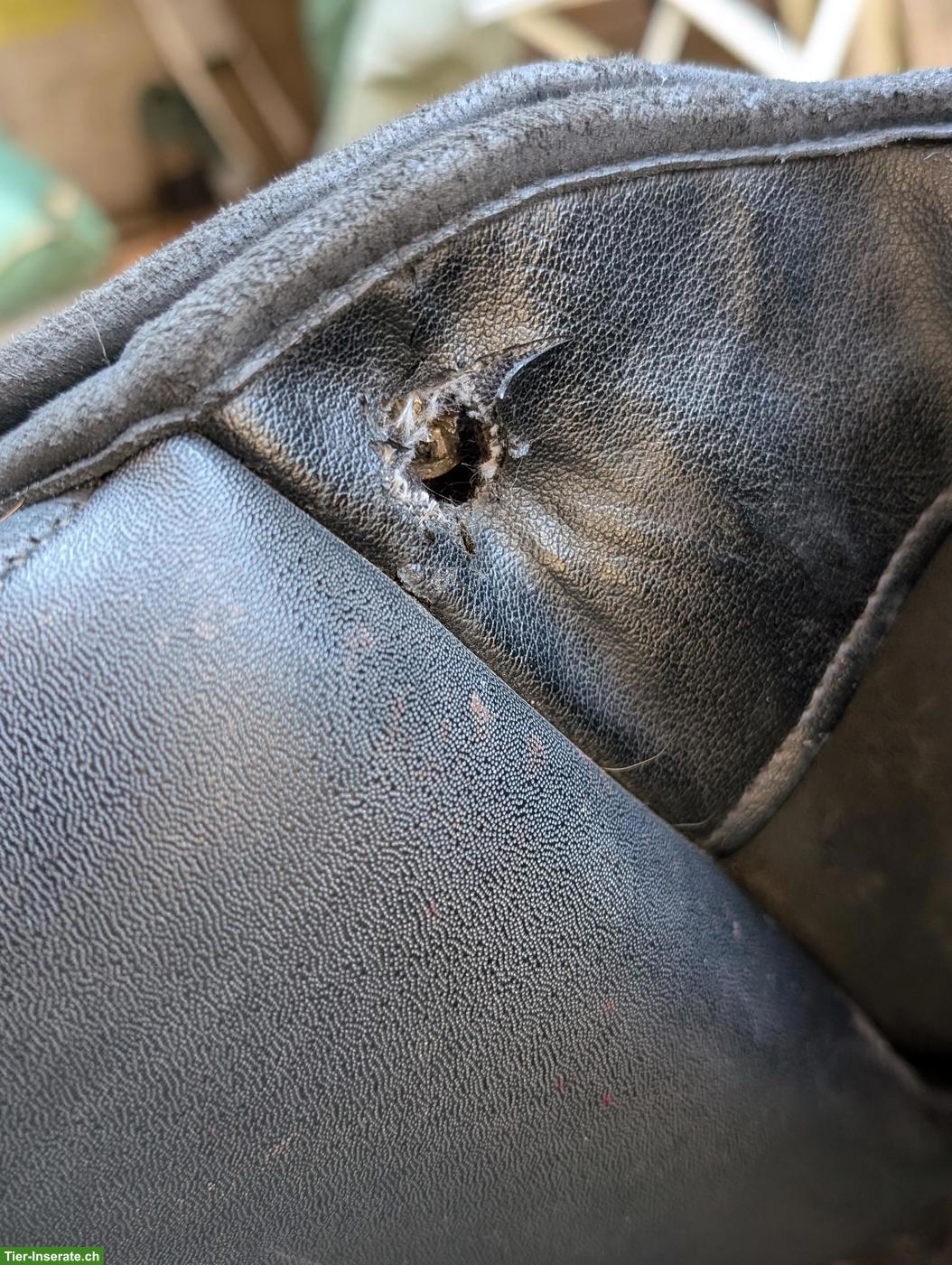 Bild 3: 2 Wintec Dressursättel zu verkaufen