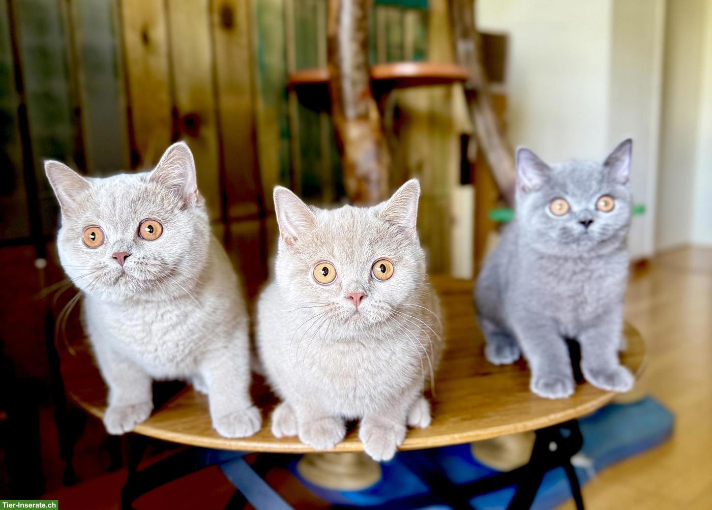 Reinrassige Britisch Kurzhaar Kitten mit Stammbaum