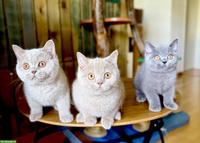 Reinrassige Britisch Kurzhaar Kitten mit Stammbaum