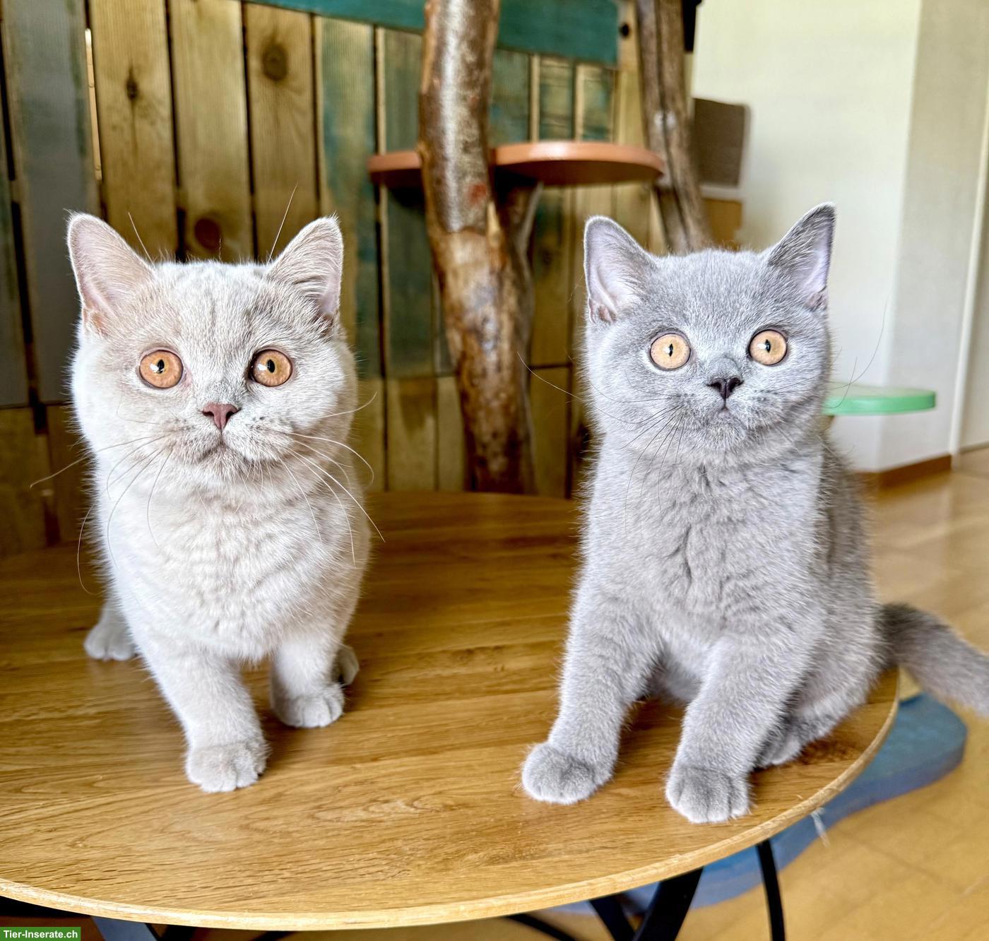 Bild 2: Reinrassige Britisch Kurzhaar Kitten mit Stammbaum