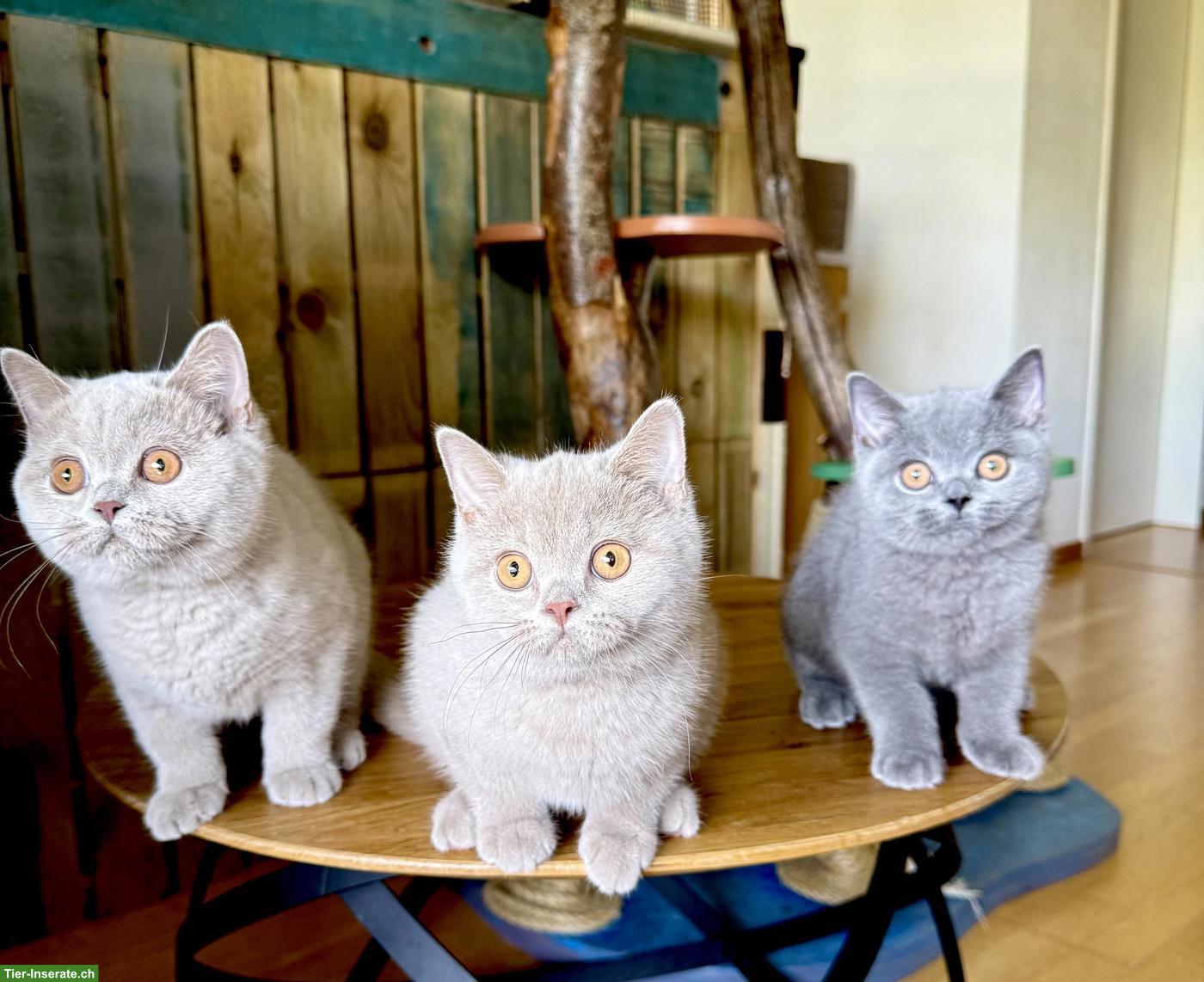 Bild 3: Reinrassige Britisch Kurzhaar Kitten mit Stammbaum