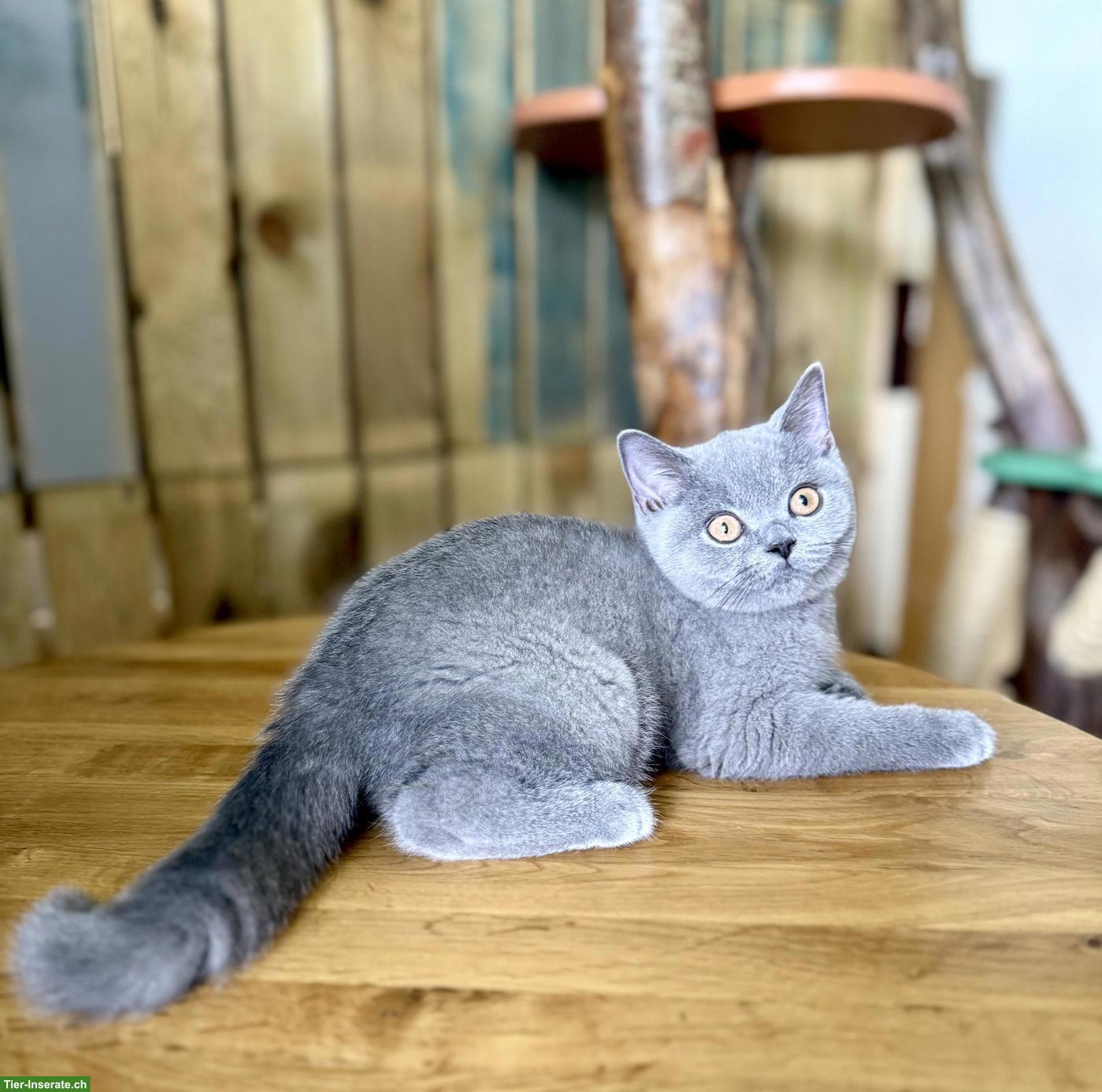 Bild 4: Reinrassige Britisch Kurzhaar Kitten mit Stammbaum
