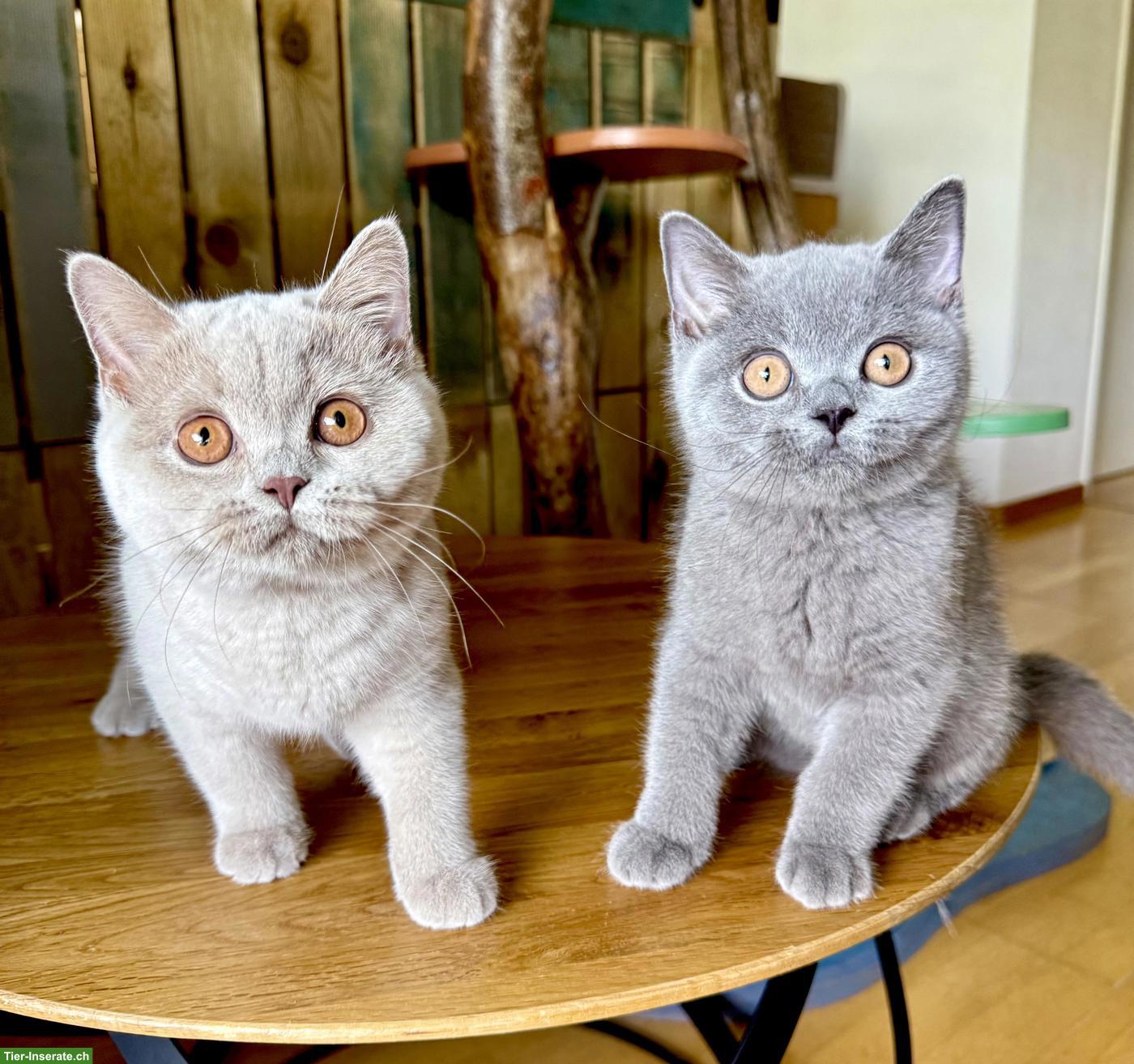Bild 5: Reinrassige Britisch Kurzhaar Kitten mit Stammbaum