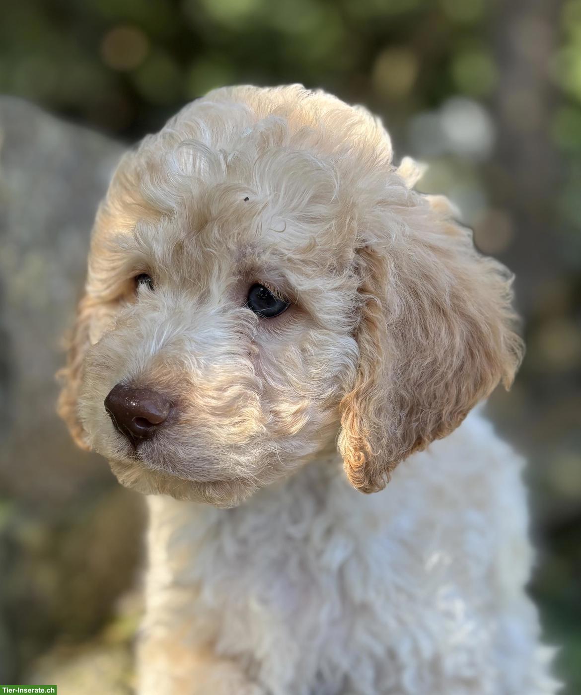 Lagotto Romagnolo Welpe, Rüde