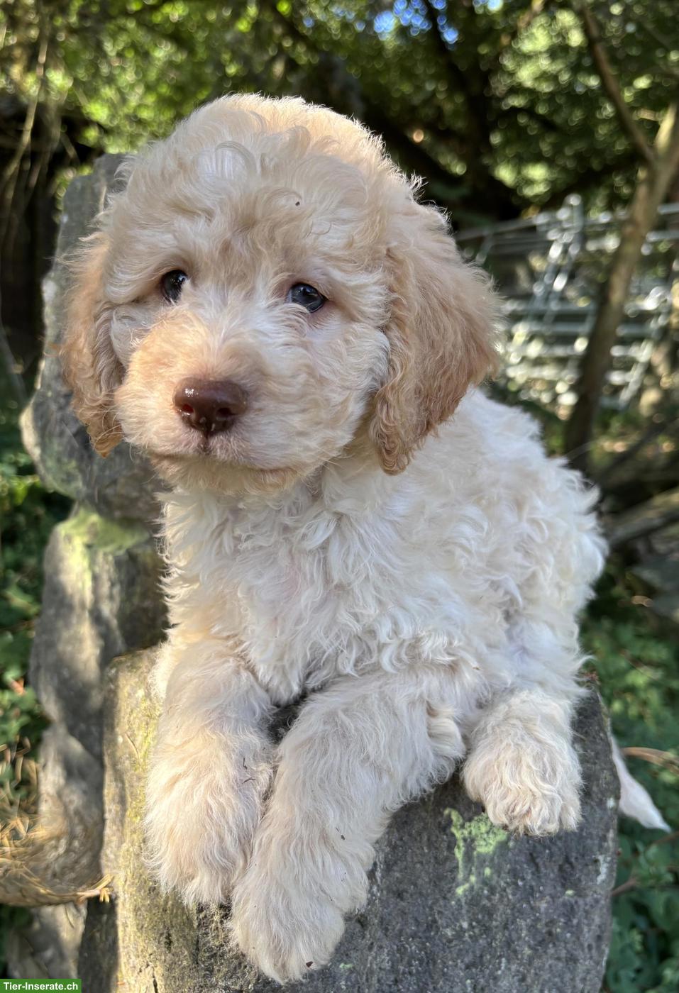 Bild 2: Lagotto Romagnolo Welpe, Rüde
