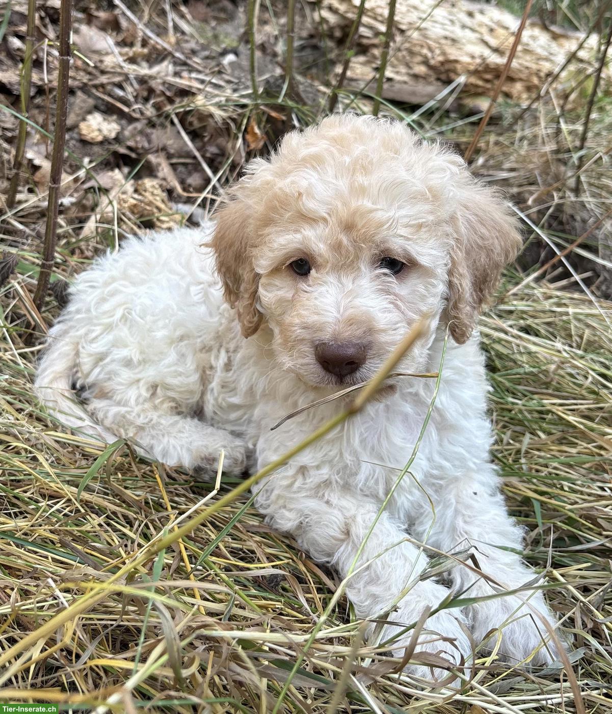 Bild 3: Lagotto Romagnolo Welpe, Rüde