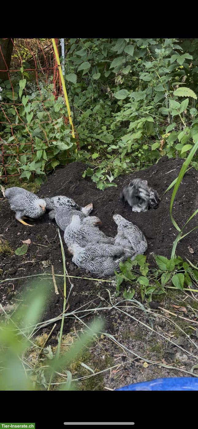 Bild 6: Zwerghuhn Plymouth Rock, silbergebändert
