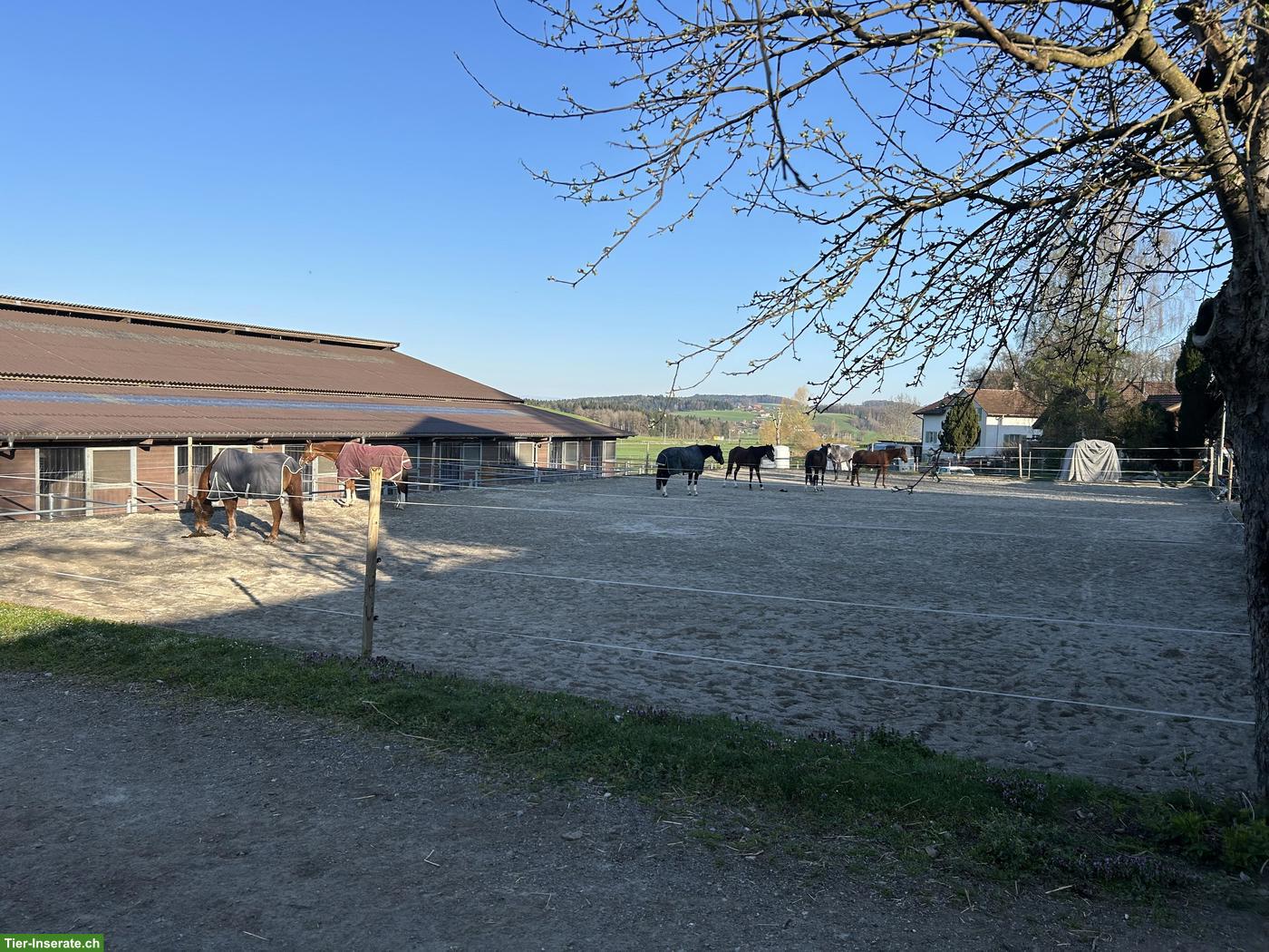 Bild 6: Auslaufboxen zu vermieten in Trimstein