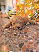 Australian Labradoodle Welpe (Rüde) - 9 Wochen alt
