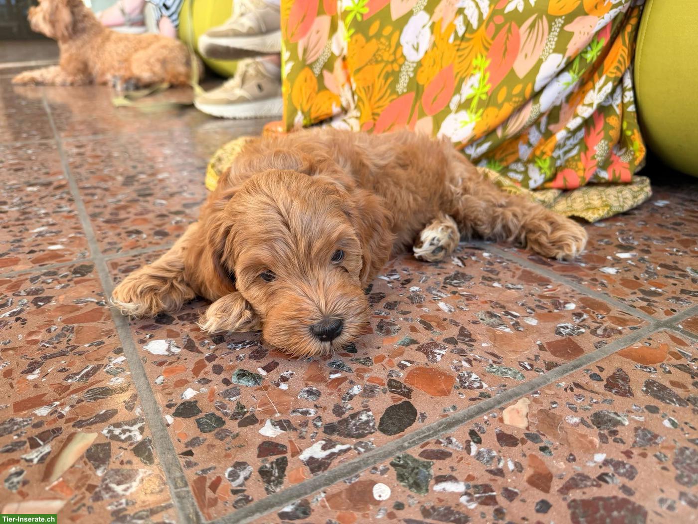 Bild 2: Australian Labradoodle Welpe (Rüde) - 9 Wochen alt