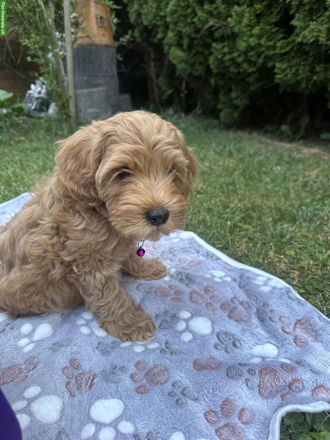 Bild 3: Australian Labradoodle Welpe (Rüde) - 9 Wochen alt