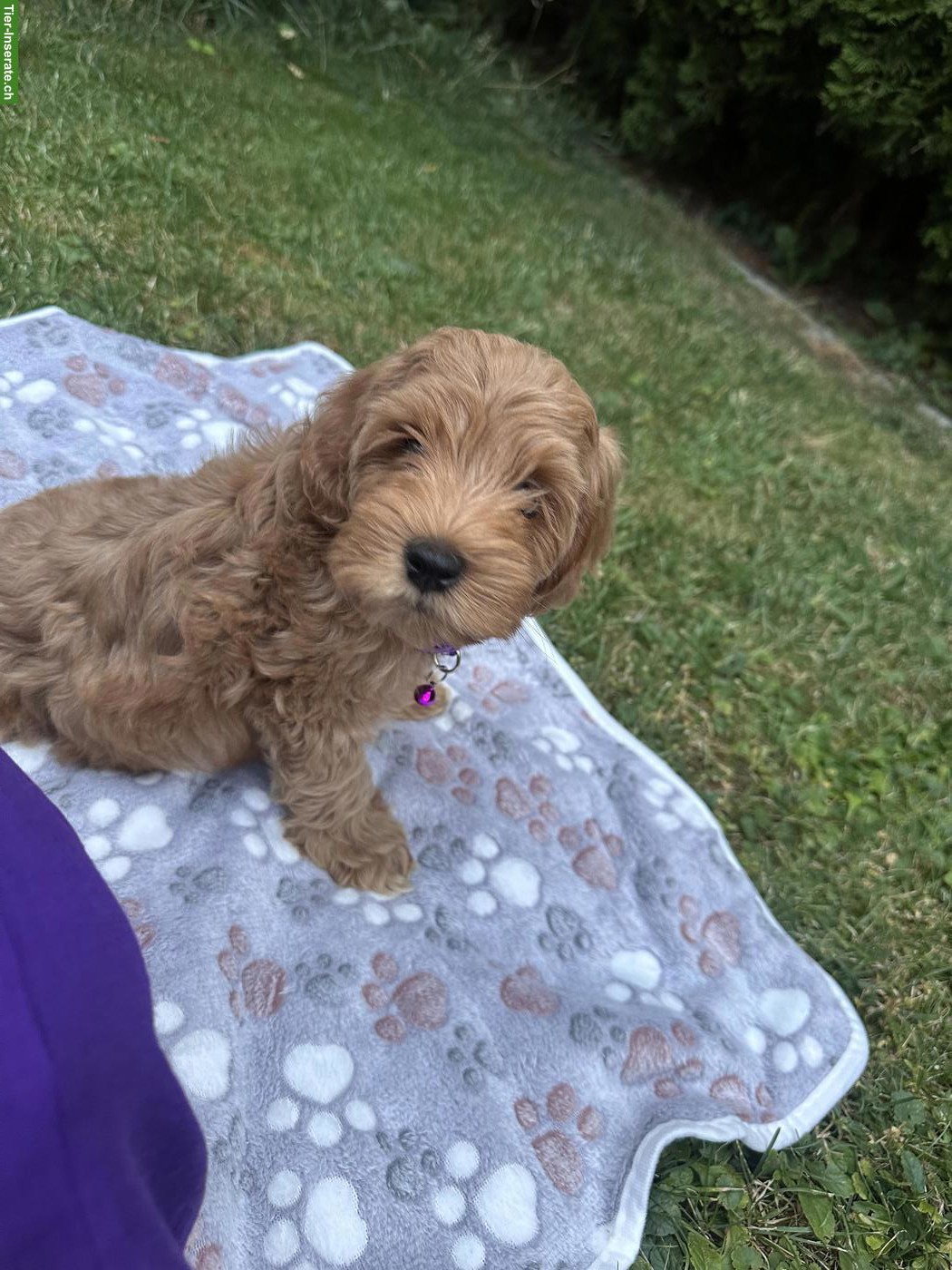 Bild 4: Australian Labradoodle Welpe (Rüde) - 9 Wochen alt