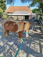 Lieber  Shetlandpony Wallach sucht neues Zuhause
