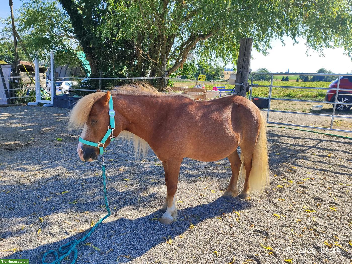 Bild 2: Lieber  Shetlandpony Wallach sucht neues Zuhause