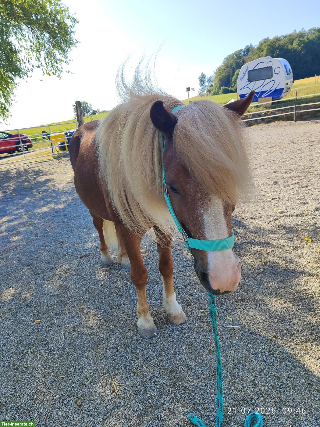 Bild 3: Lieber  Shetlandpony Wallach sucht neues Zuhause