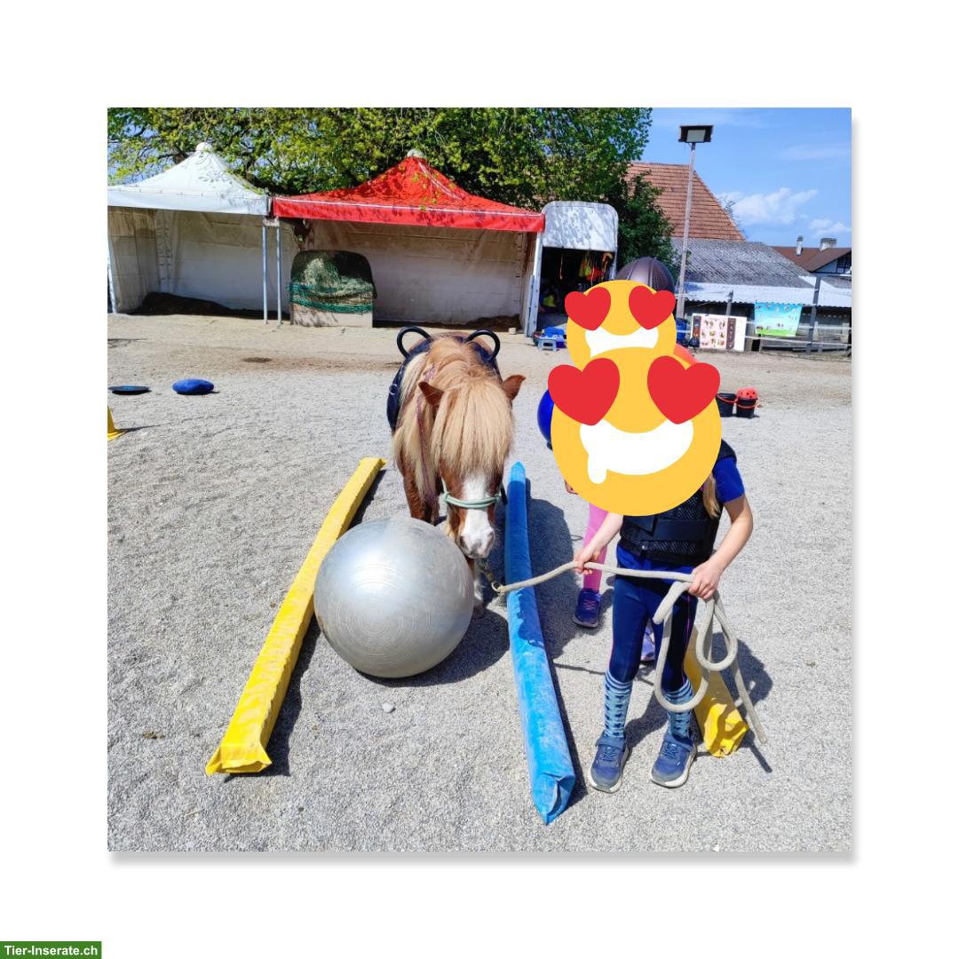 Bild 4: Lieber  Shetlandpony Wallach sucht neues Zuhause