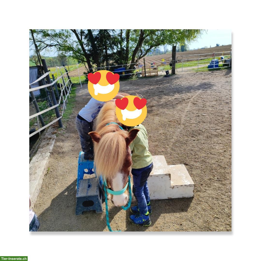 Bild 5: Lieber  Shetlandpony Wallach sucht neues Zuhause