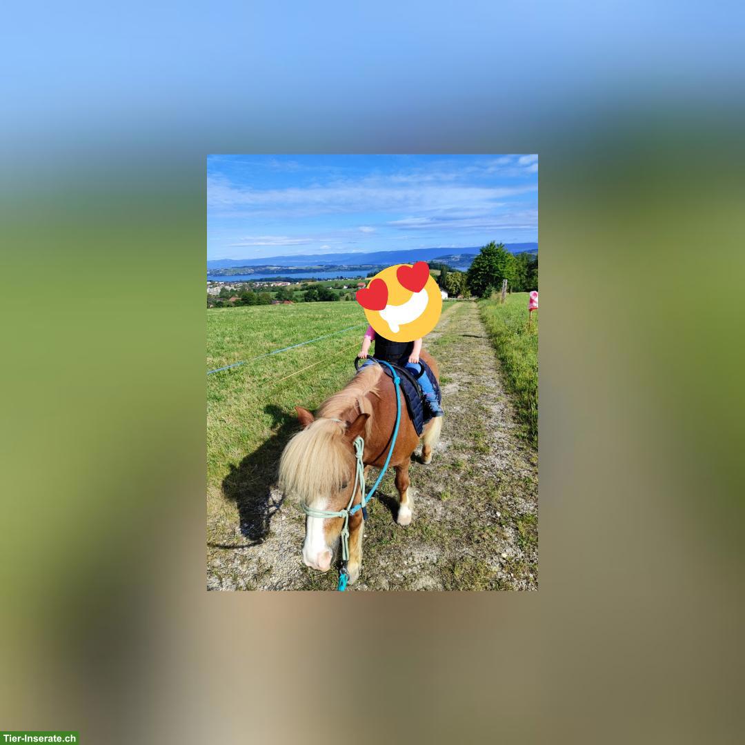 Bild 6: Lieber  Shetlandpony Wallach sucht neues Zuhause