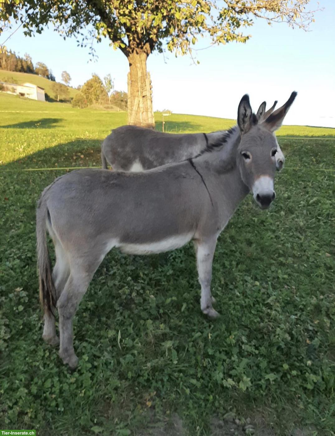 Esel Stuten suchen einen guten Platz
