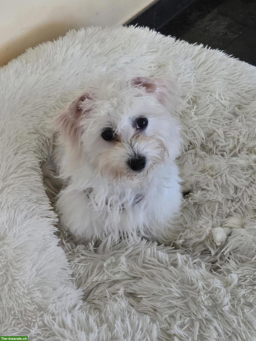 🐶 Bichon Frisé Welpen zu verkaufen - liebevoll aufgezogen