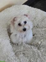 🐶 Bichon Frisé Welpen zu verkaufen - liebevoll aufgezogen