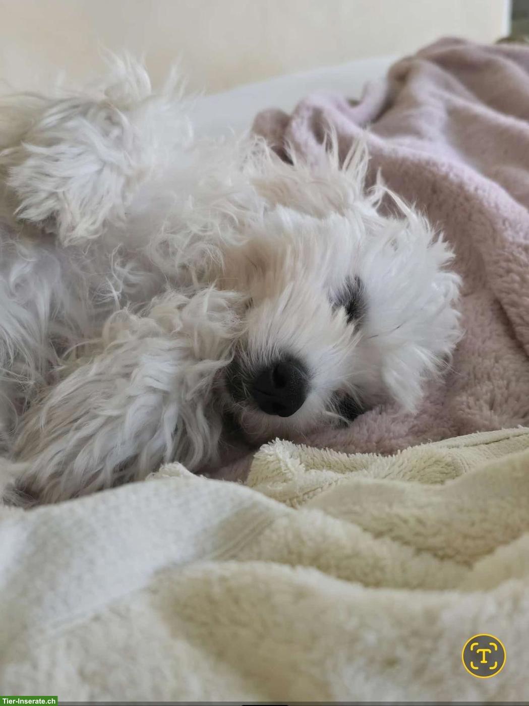 Bild 2: 🐶 Bichon Frisé Welpen zu verkaufen - liebevoll aufgezogen