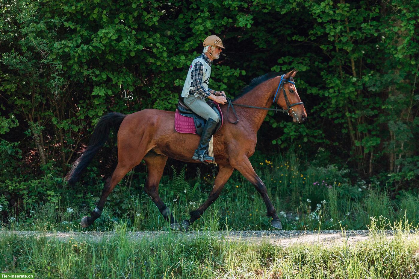 Schweizer Warmblut Wallach zu verkaufen