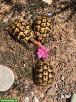 3 Griechische Landschildkröten in Aussenhaltung