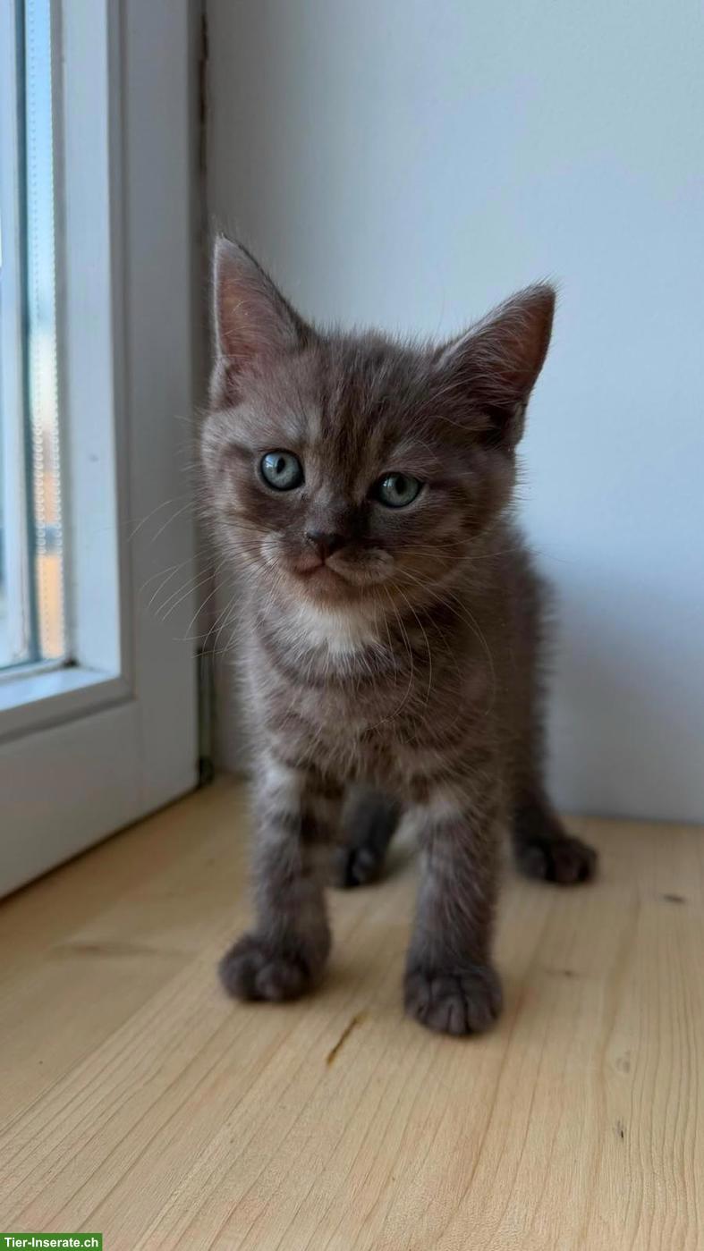 Bild 2: Wunderschöne BKH Tabby Kitten, männlich/weiblich
