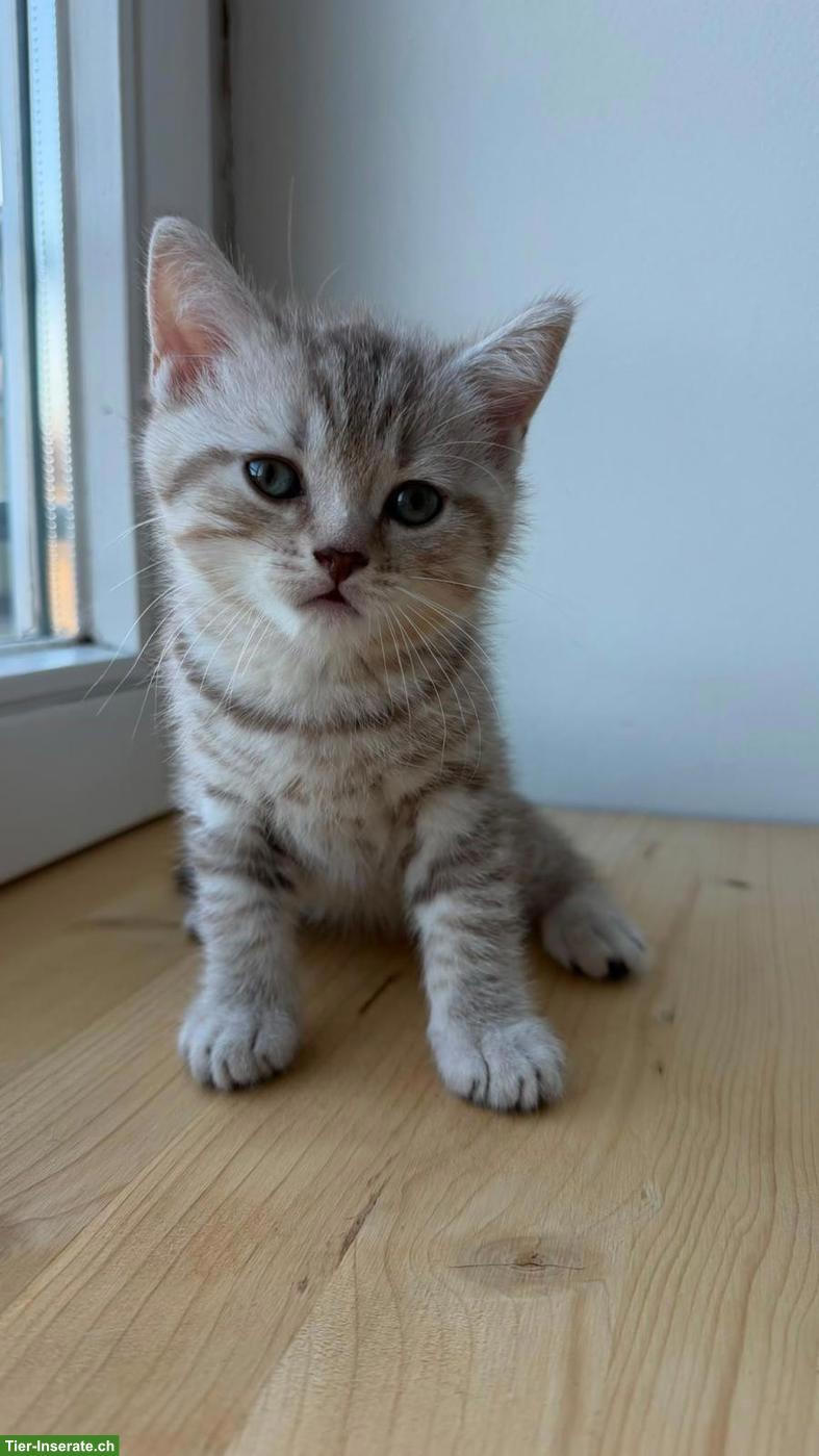 Bild 3: Wunderschöne BKH Tabby Kitten, männlich/weiblich