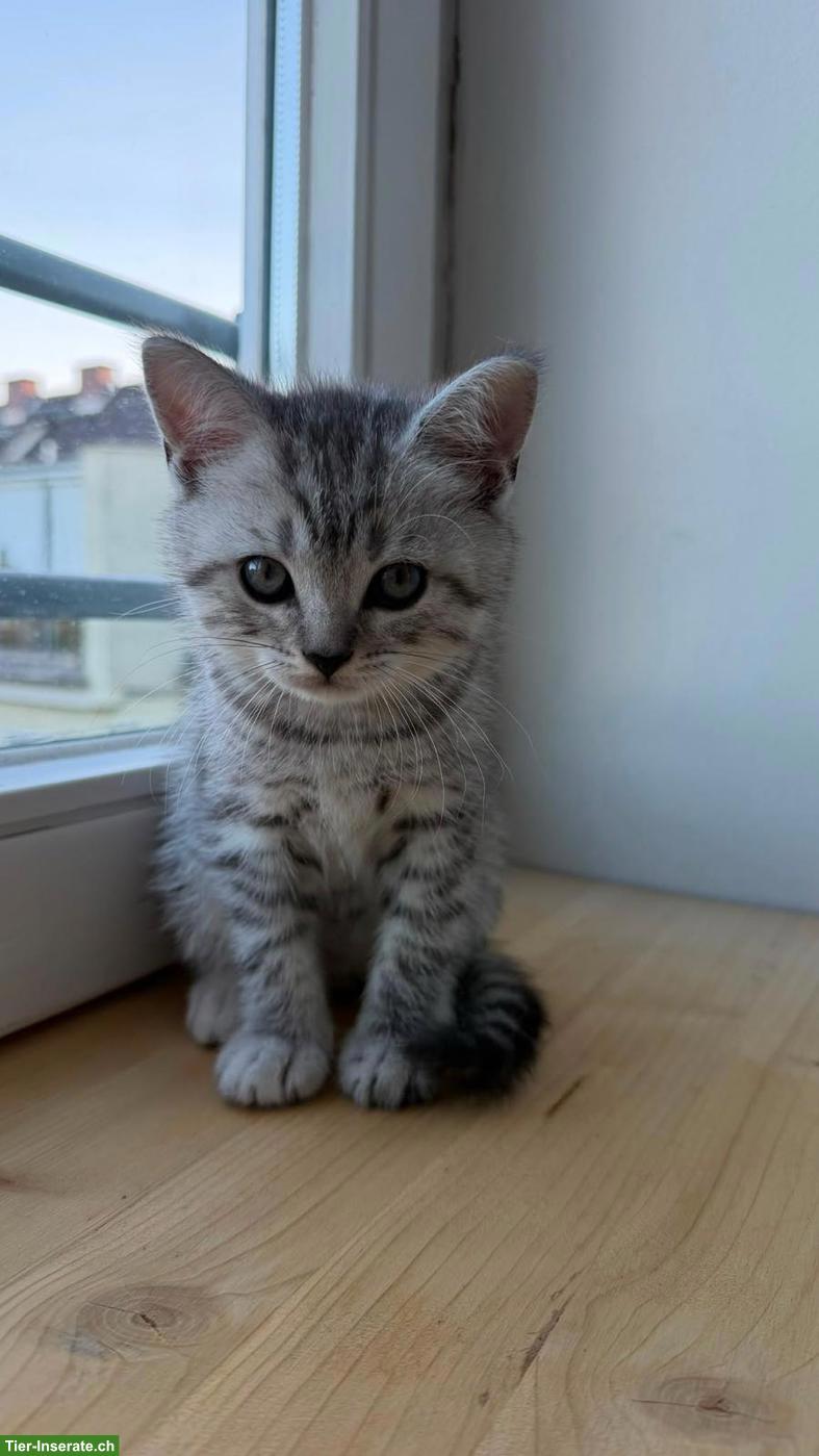Bild 4: Wunderschöne BKH Tabby Kitten, männlich/weiblich