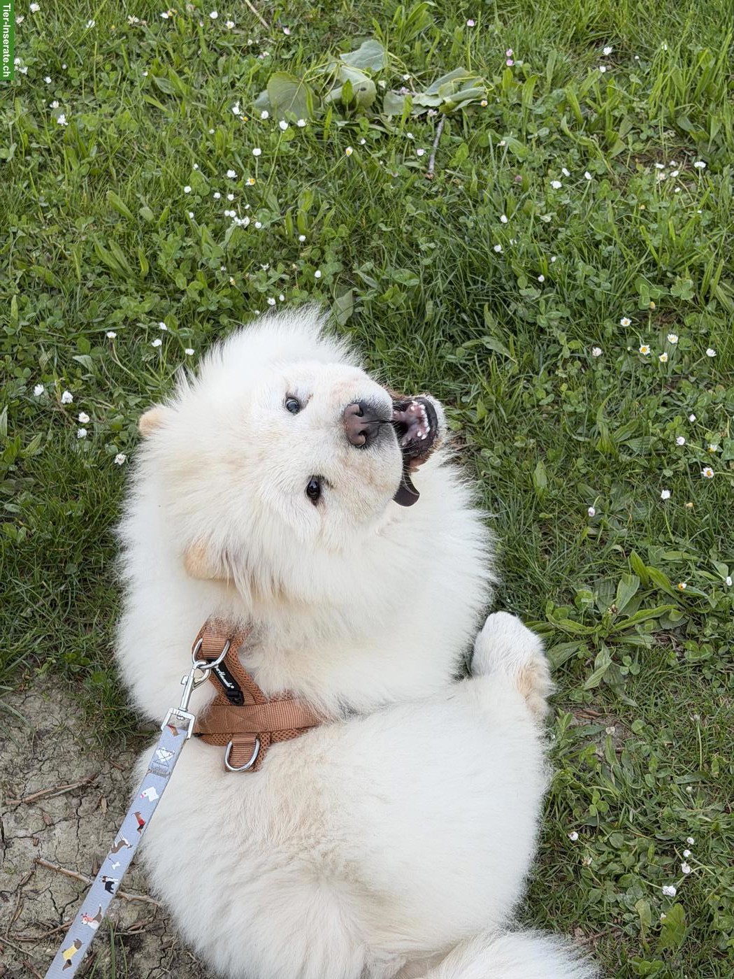 Junger Chow Chow Rüde sucht liebevolles Zuhause