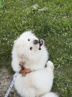 Junger Chow Chow Rüde sucht liebevolles Zuhause
