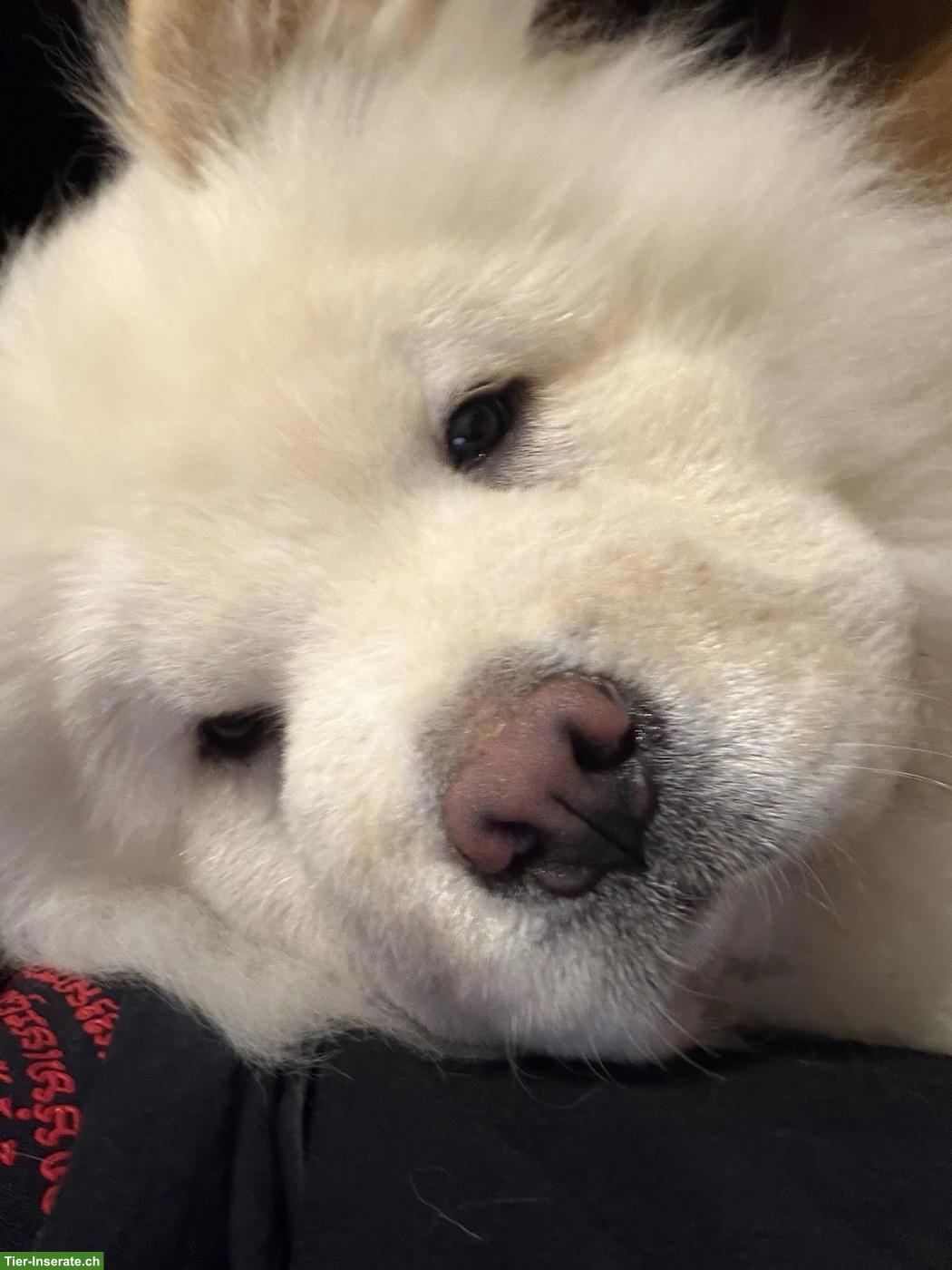 Bild 2: Junger Chow Chow Rüde sucht liebevolles Zuhause