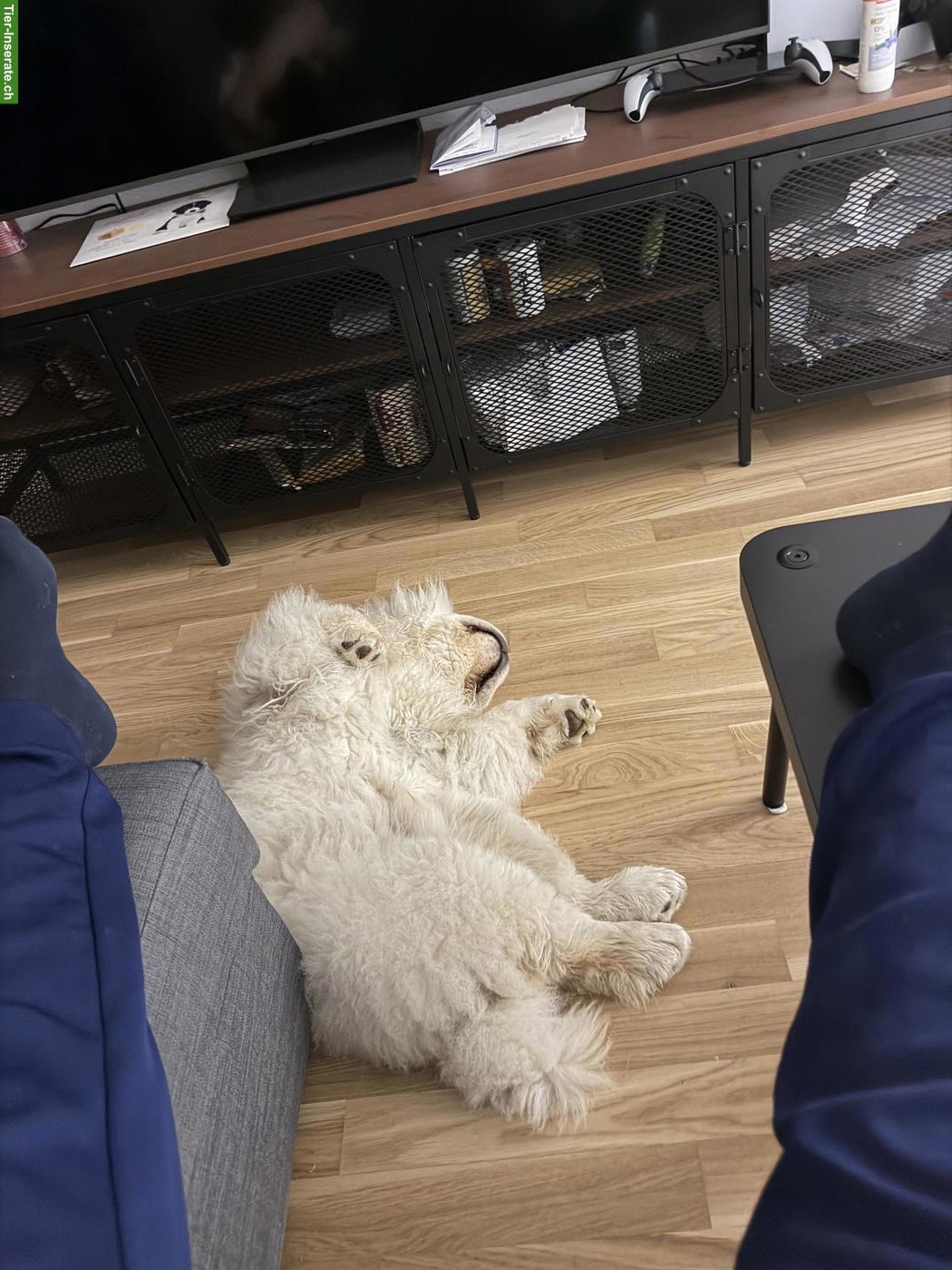 Bild 3: Junger Chow Chow Rüde sucht liebevolles Zuhause