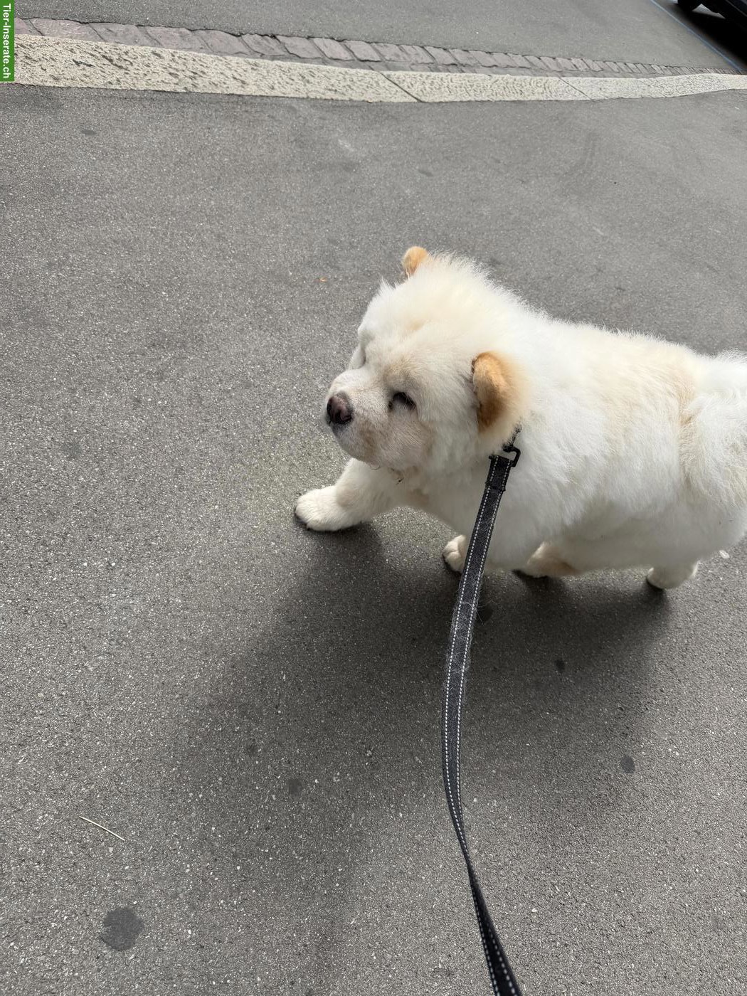 Bild 4: Junger Chow Chow Rüde sucht liebevolles Zuhause