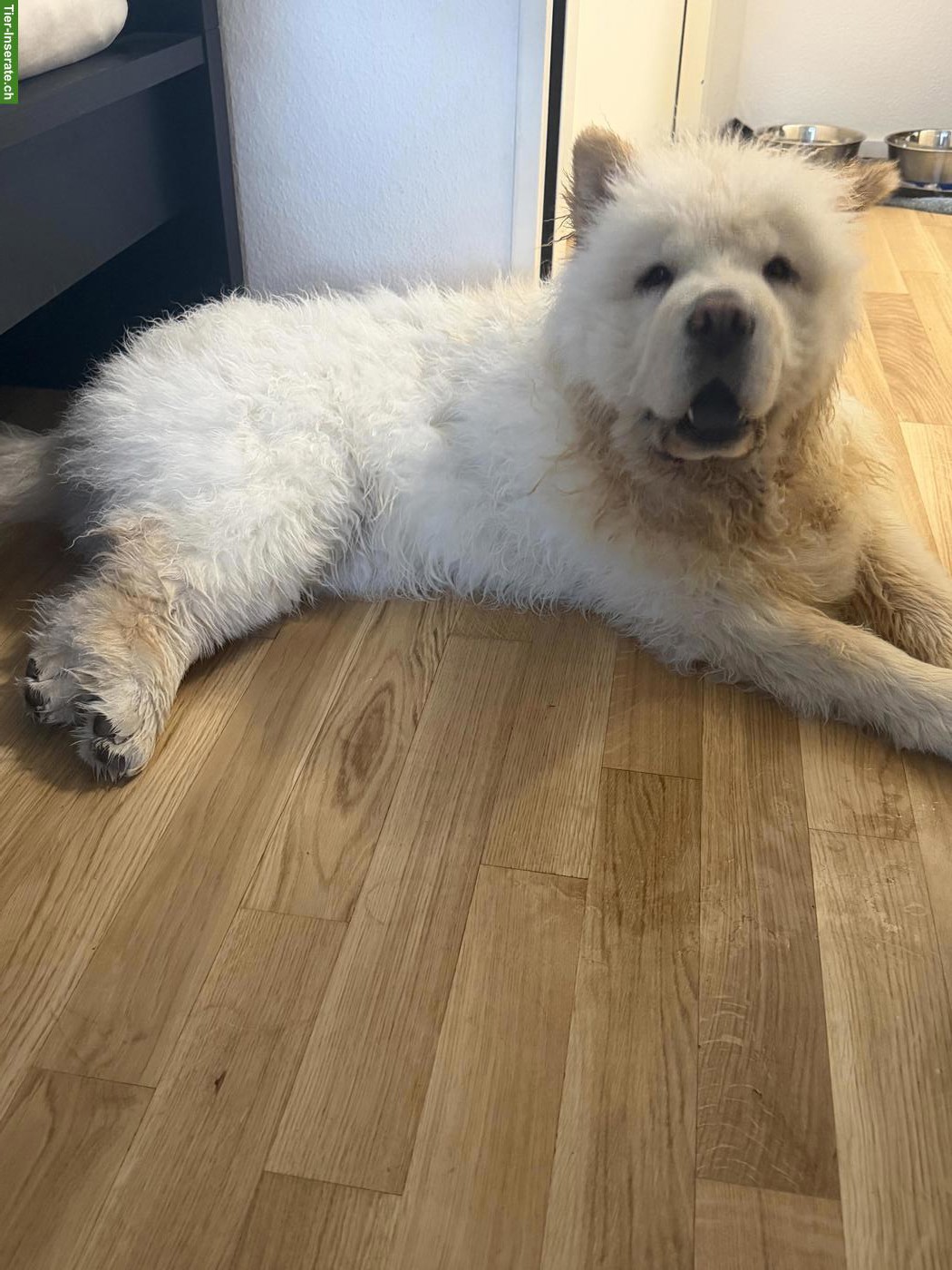 Bild 5: Junger Chow Chow Rüde sucht liebevolles Zuhause