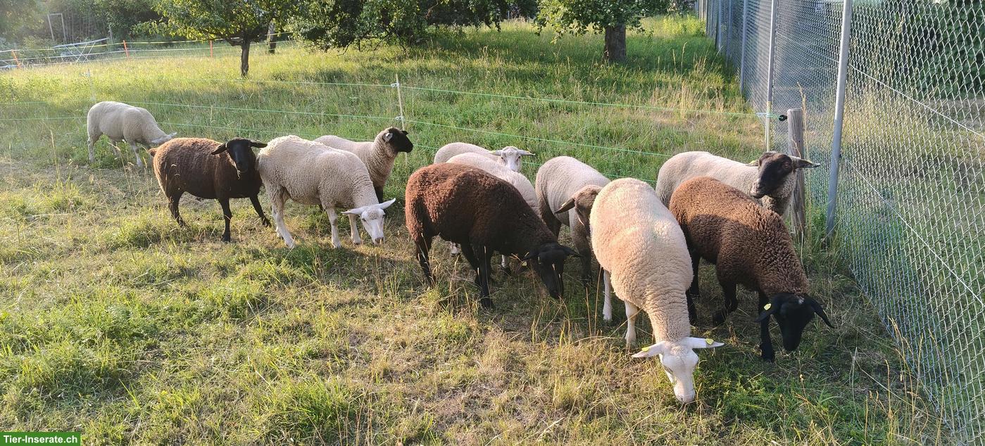Bild 6: Schafherde zu verkaufen, Mutterschafe mit Lämmern