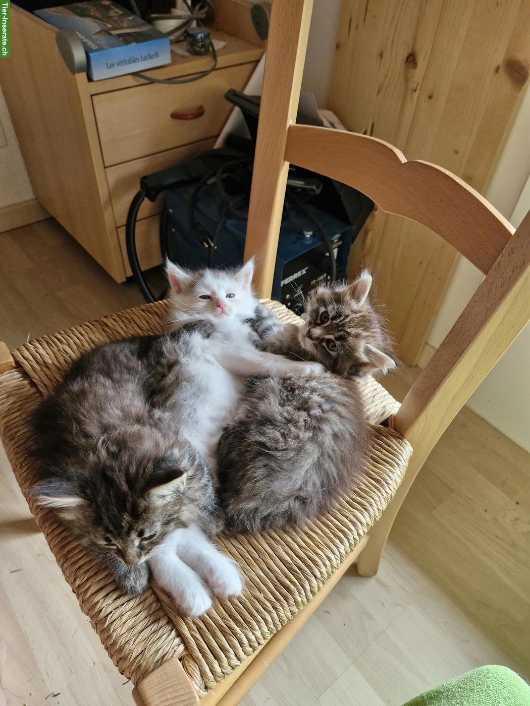 Maine Coon Mischlingsbüsis, sehr verschmust
