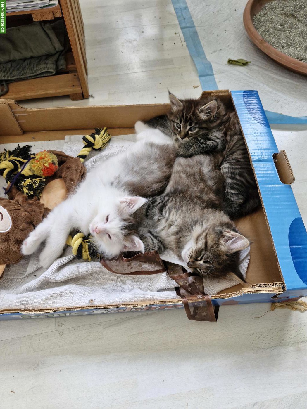 Bild 2: Maine Coon Mischlingsbüsis, sehr verschmust