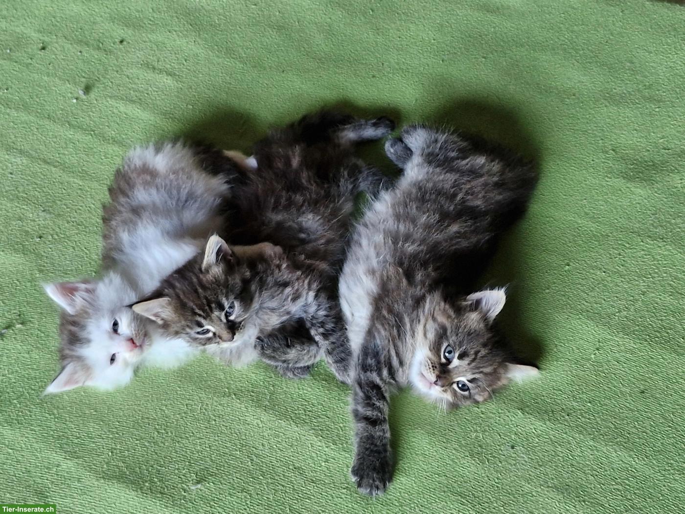 Bild 3: Maine Coon Mischlingsbüsis, sehr verschmust