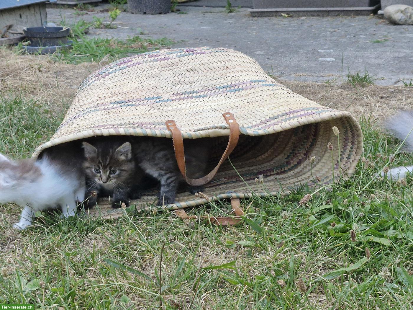 Bild 4: Maine Coon Mischlingsbüsis, sehr verschmust