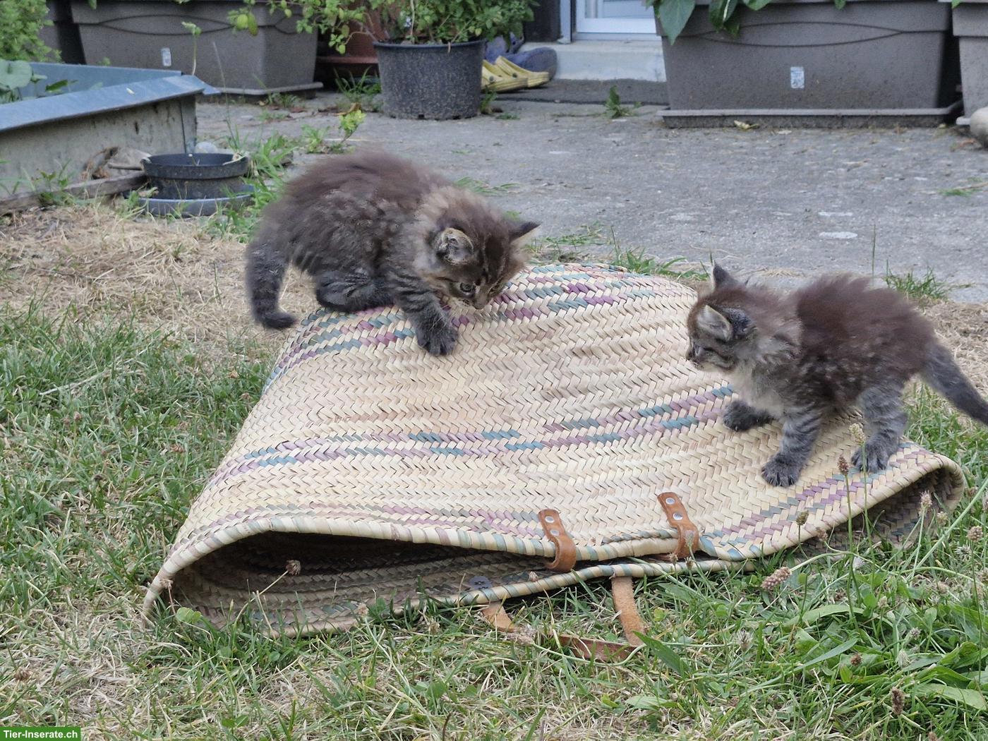 Bild 5: Maine Coon Mischlingsbüsis, sehr verschmust