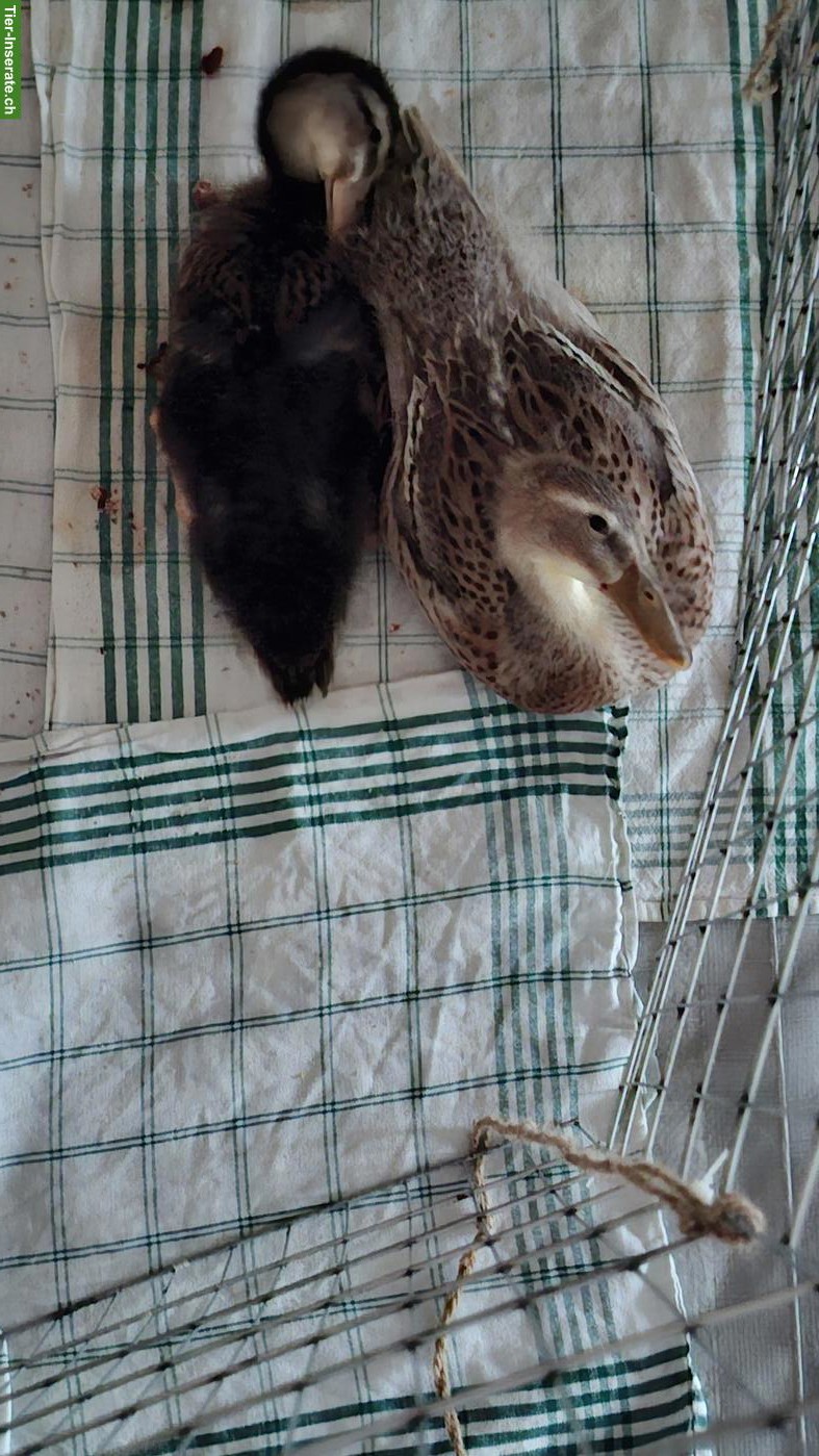 Bild 2: Wildfarbige Laufenten zu verkaufen