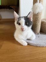 Süsse Sibirische Waldkatzen Mix Kitten