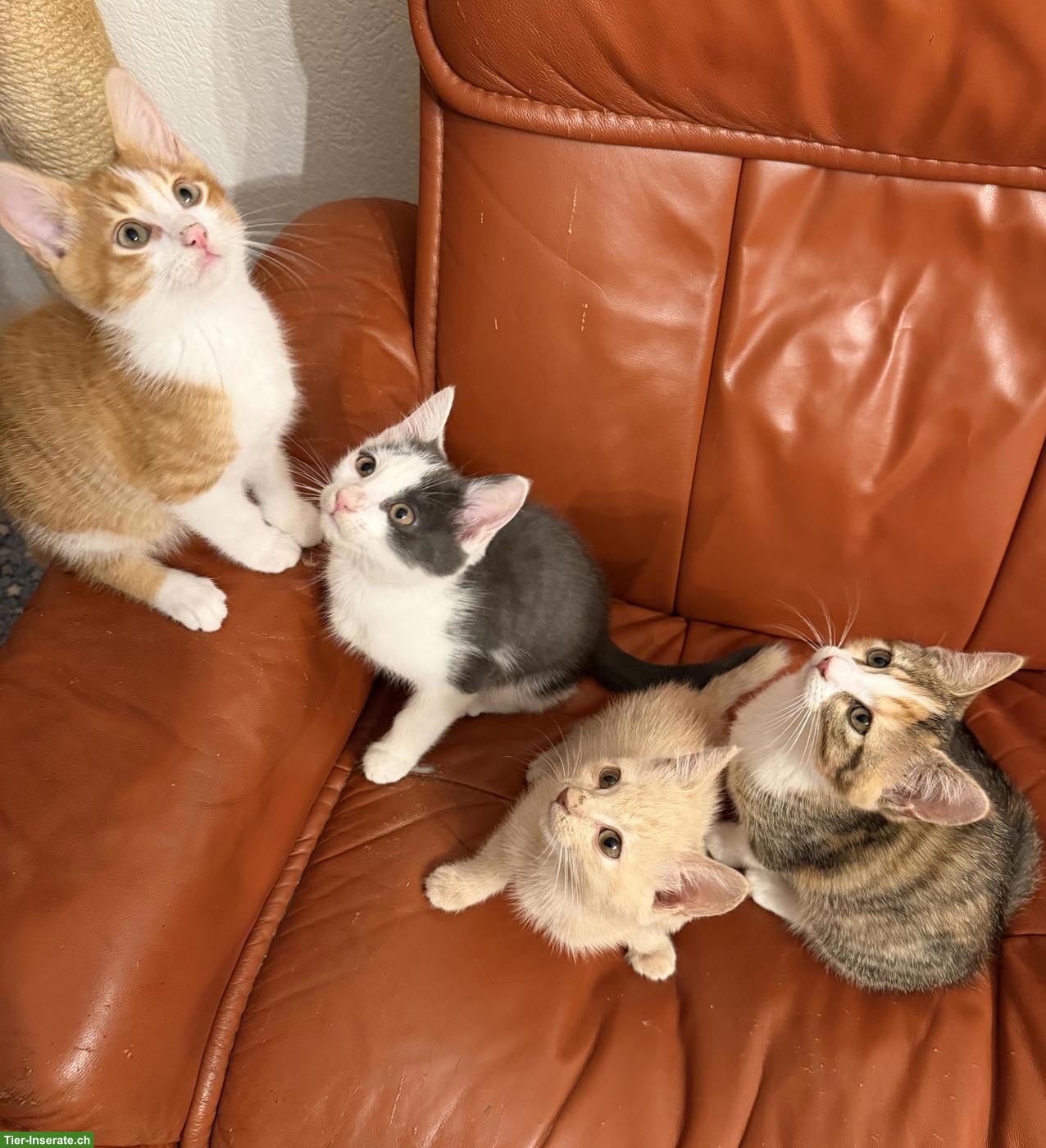 Bild 10: Süsse Sibirische Waldkatzen Mix Kitten