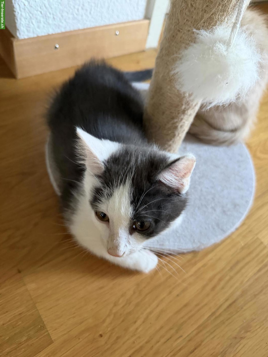 Bild 2: Süsse Sibirische Waldkatzen Mix Kitten