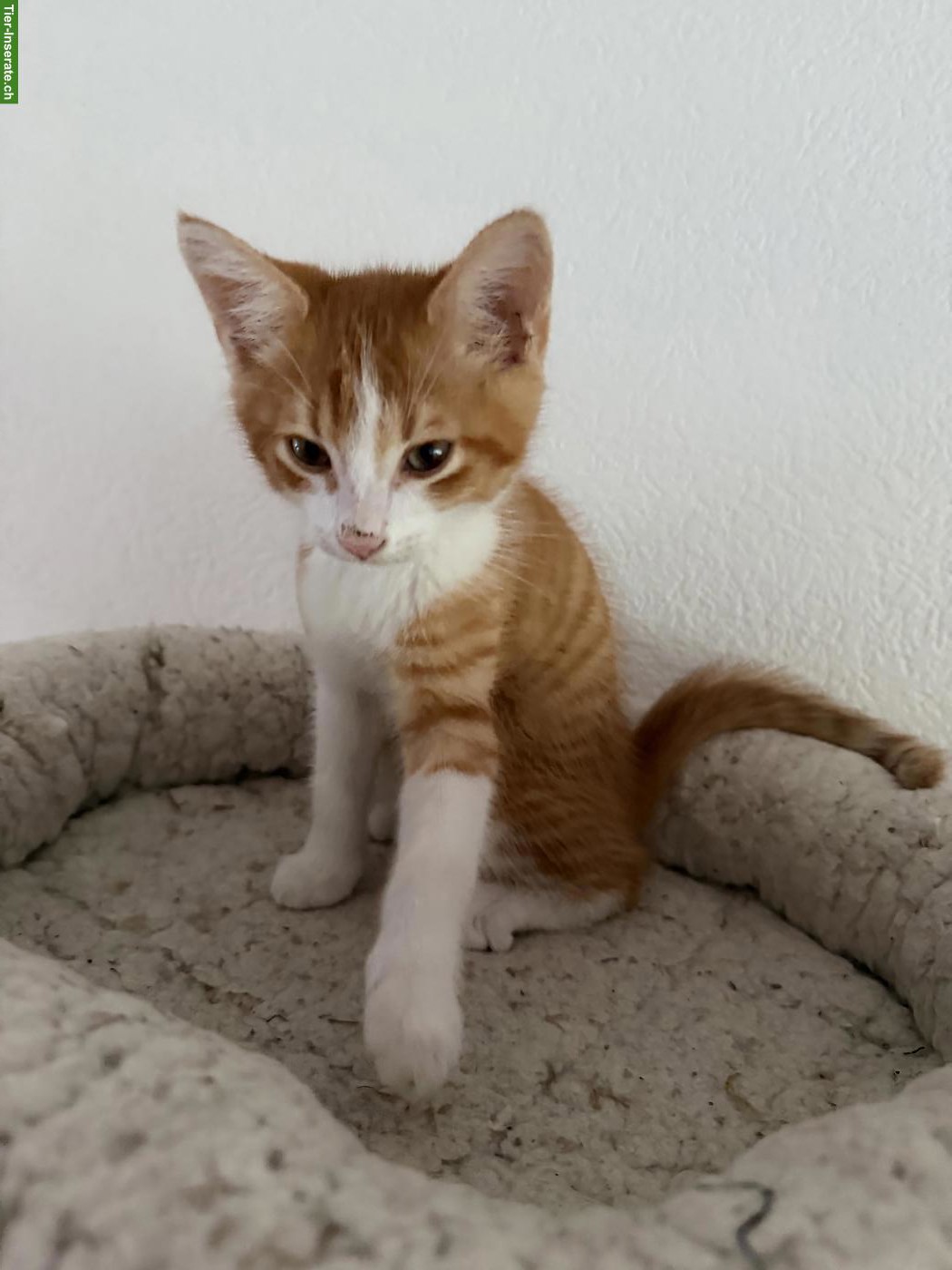 Bild 3: Süsse Sibirische Waldkatzen Mix Kitten